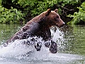 Alaska Wildlife-28